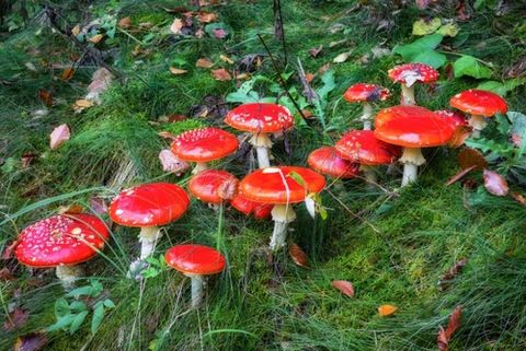 Other Characteristics of Amanita Muscaria Mushrooms