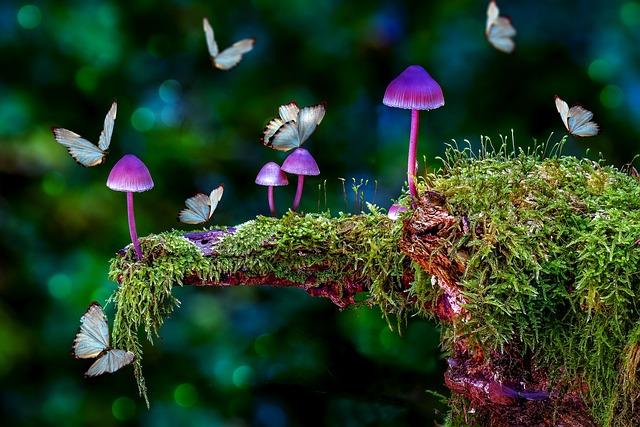 Psychedelic Mushroom Gummies