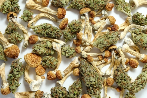 Cannabis and mushrooms