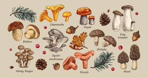 The Benefits of Mushrooms in Your Diet