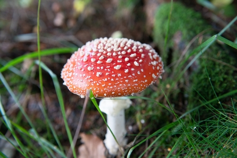 Mushrooms as Magic, Mushrooms as Medicine