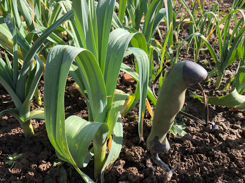 Organic leaks from the veg patch