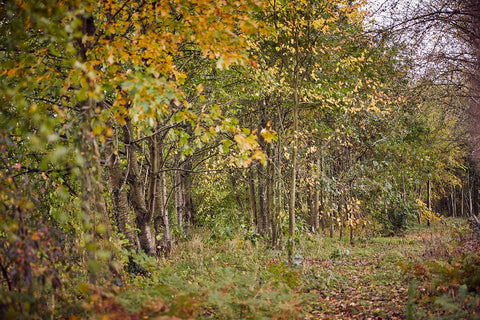 uk woodlands that have beenn responsibly harvested