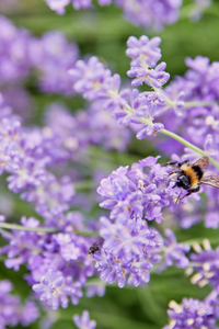 is lavender good for bees