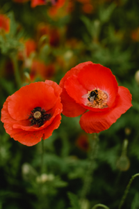 are poppies good for bees