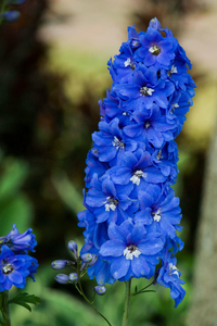 are Delphiniums good for bees 