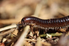 centipede in organic compost