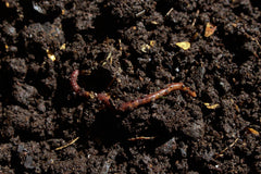 Compost environment perfect for insects and worms 