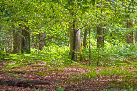 uk sustainably sourced woodlands