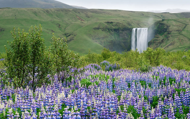 Our Iceland Connection