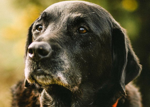 older dog health