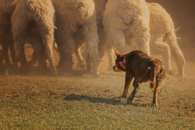 Kelpie Dog Australian farm 