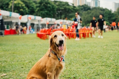 Keep tabs of the kennel's features to make sure they are what your dog loves