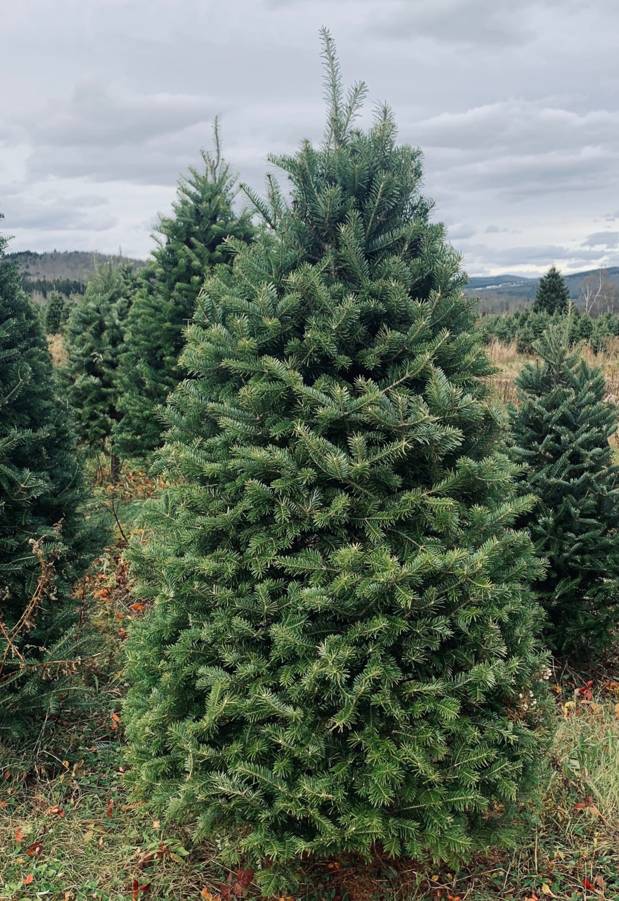 Real Christmas Trees Delivered 6 Foot Premium Fraser Fir