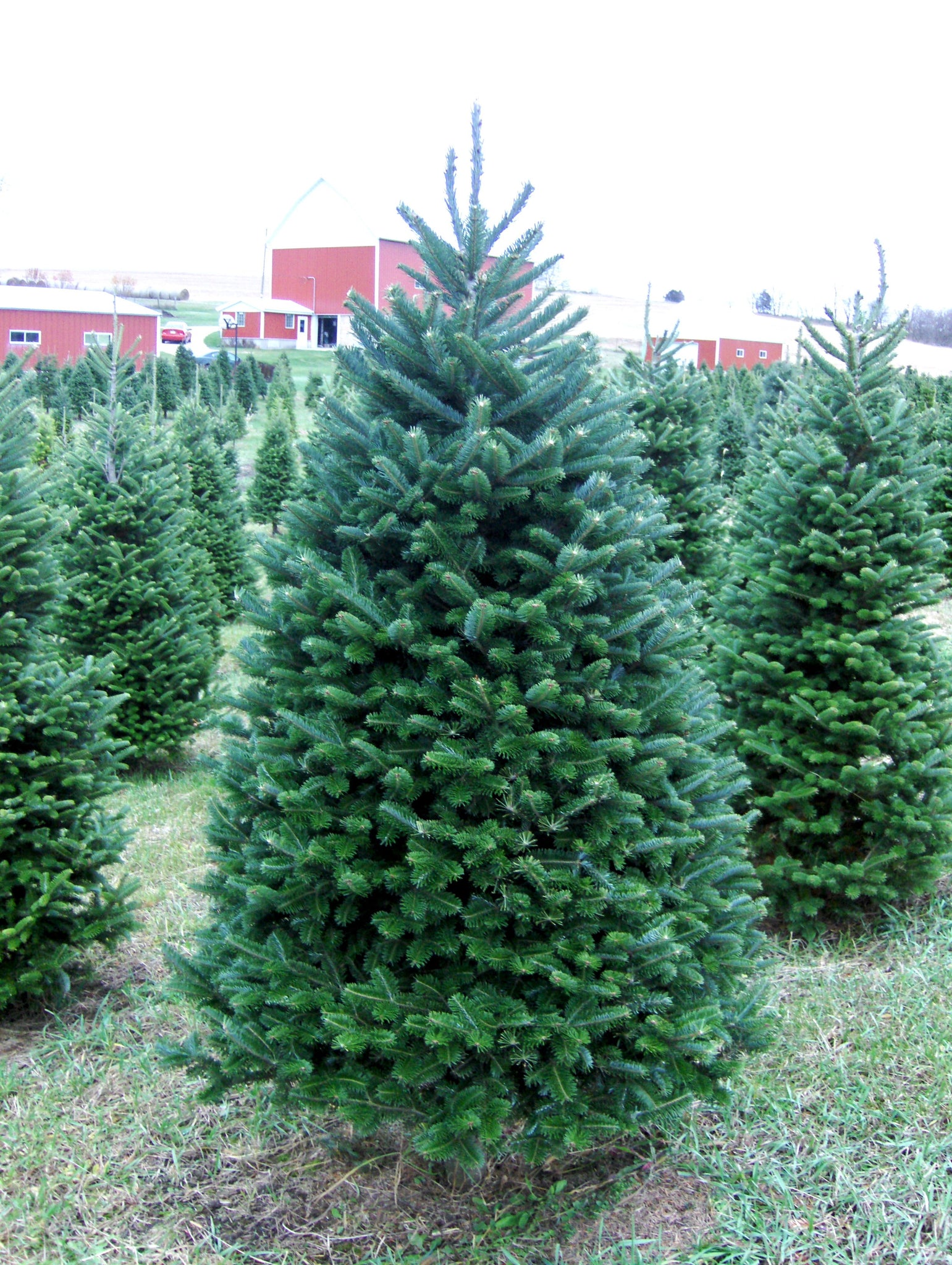 Load image into Gallery viewer, Real Christmas Trees Delivered 6 Foot