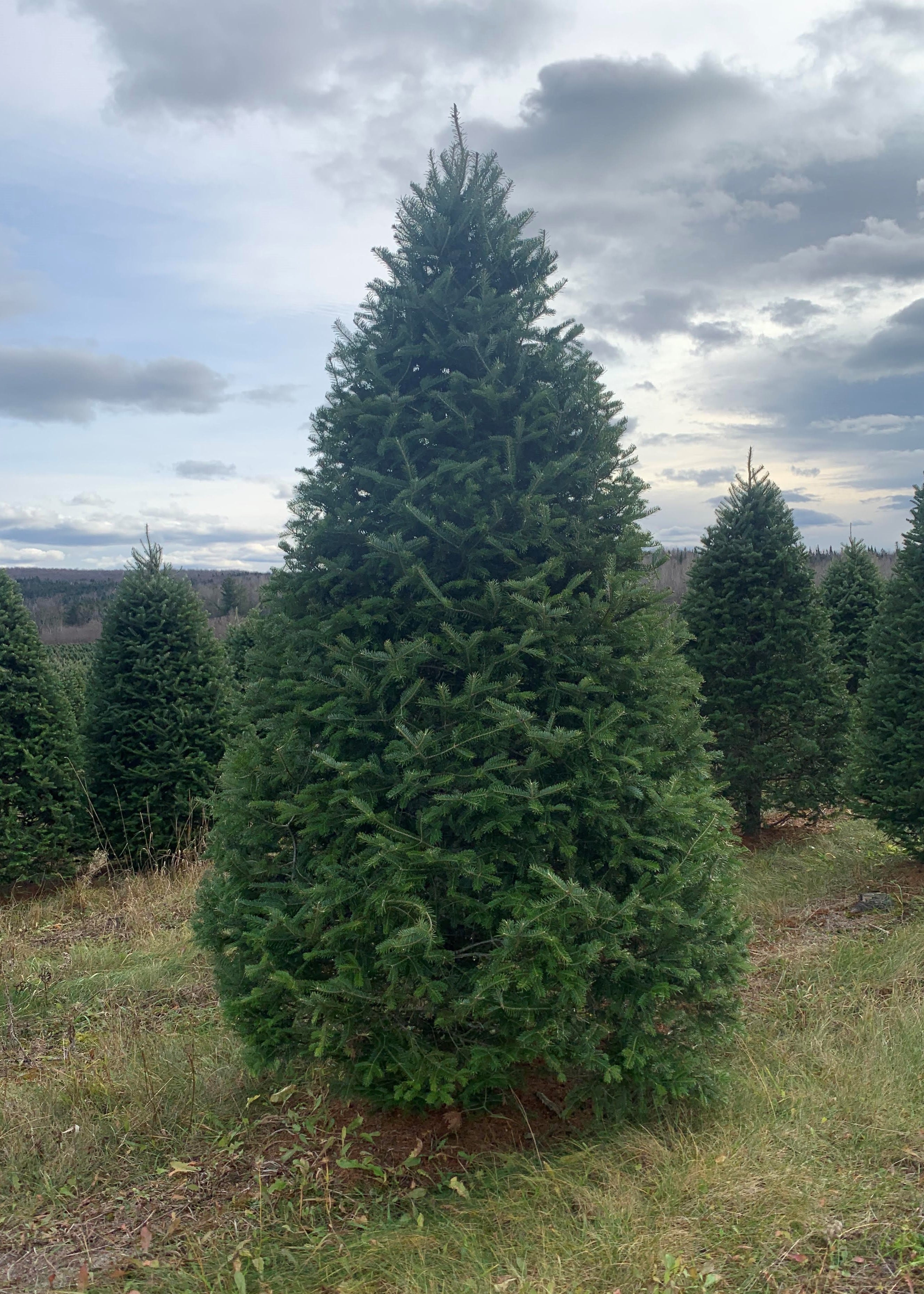 Real Christmas Trees Delivered 6 Foot Premium Fraser Fir