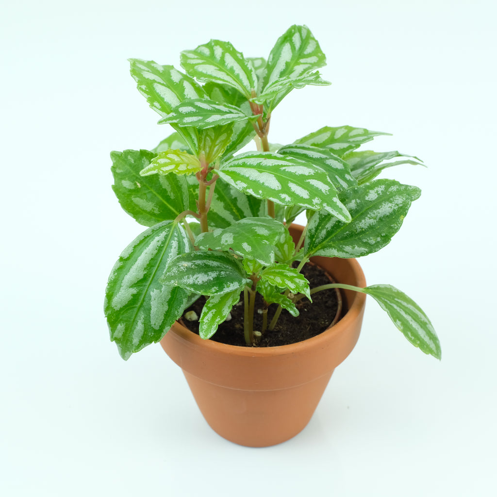 Mini Terrarium Plants – Optiflora