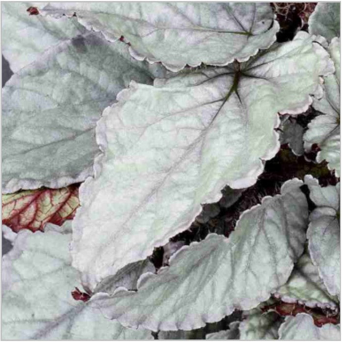 Rex Begonias – Optiflora