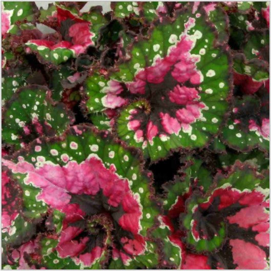 Rex Begonias – Optiflora