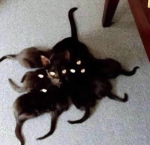 Real Life Catthulu