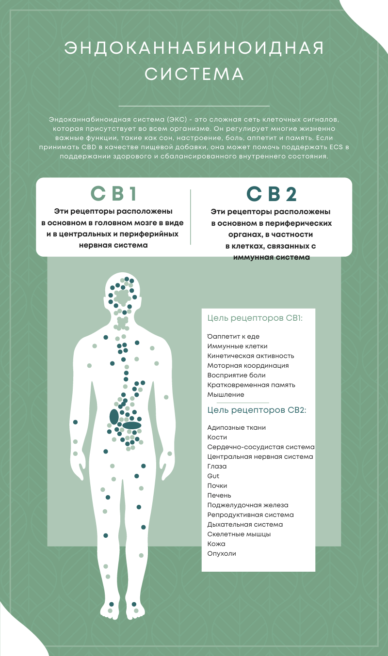 что такое эндоканнабиноидная система?