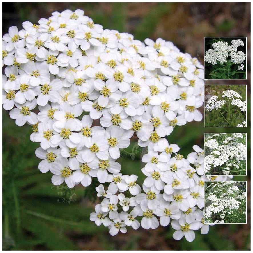 Image of Yarrow tall white perennial