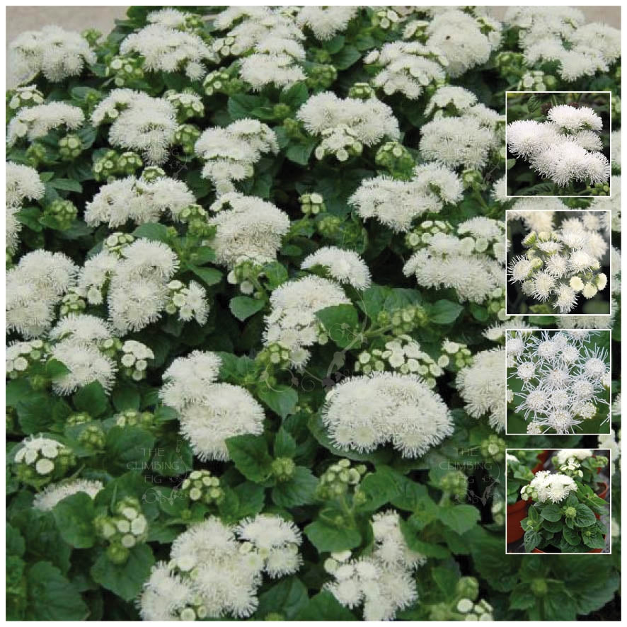 AGERATUM White Pom-Pom Seeds. Scented double white Compact pl The Fig