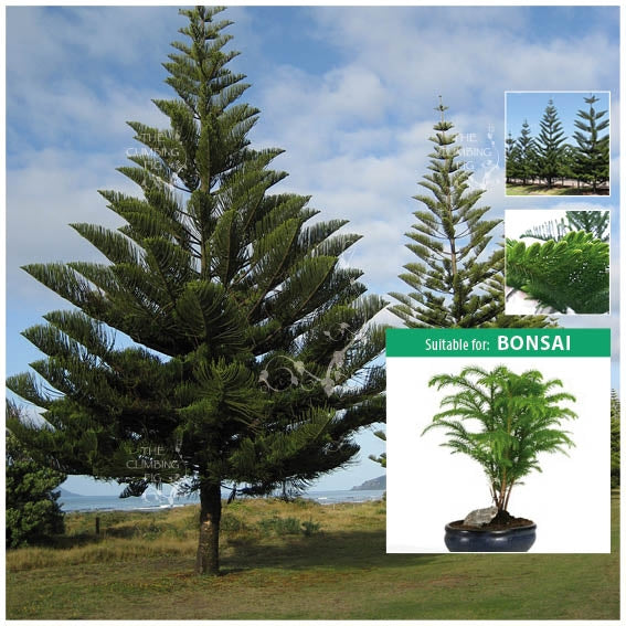 Araucaria Norfolk Island Pine Manley Seeds Hardy Long Lived Ornamenta The Climbing Fig