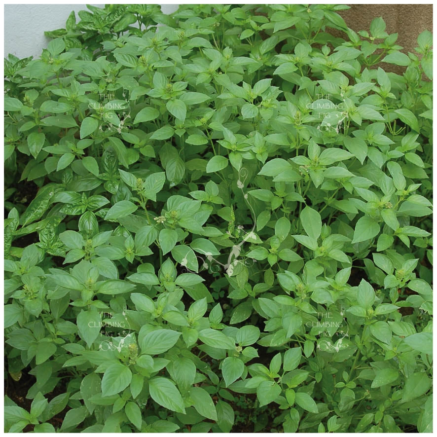 BASIL Lemon Basil Seeds. Premium lemon-scented herb variety - The ...