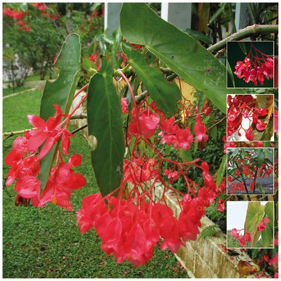 Begonia Coccinea Gran Rojo Seeds