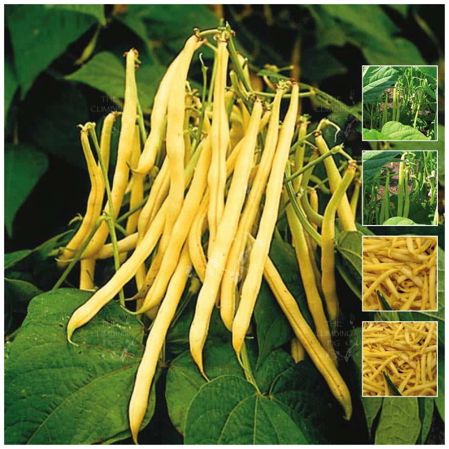 fresh wax beans