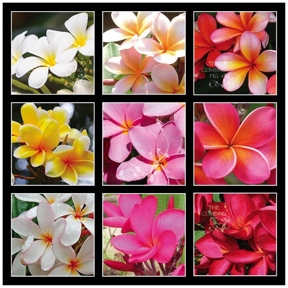 Frangipani Plumeria Hybrida Seeds Mix Of White Yellow Orange Pink The Climbing Fig