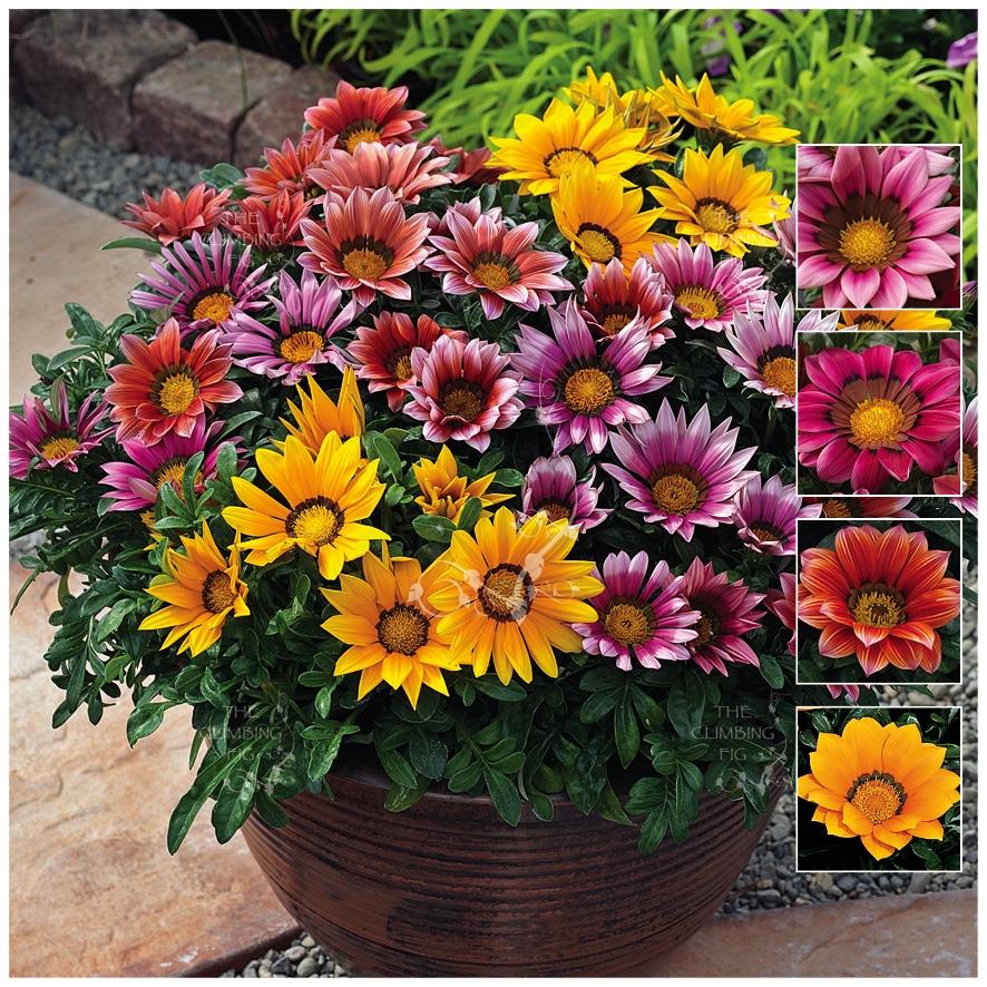 GAZANIA Kiss & Tell Mix x15 Seeds. Premium hybrid variety ...