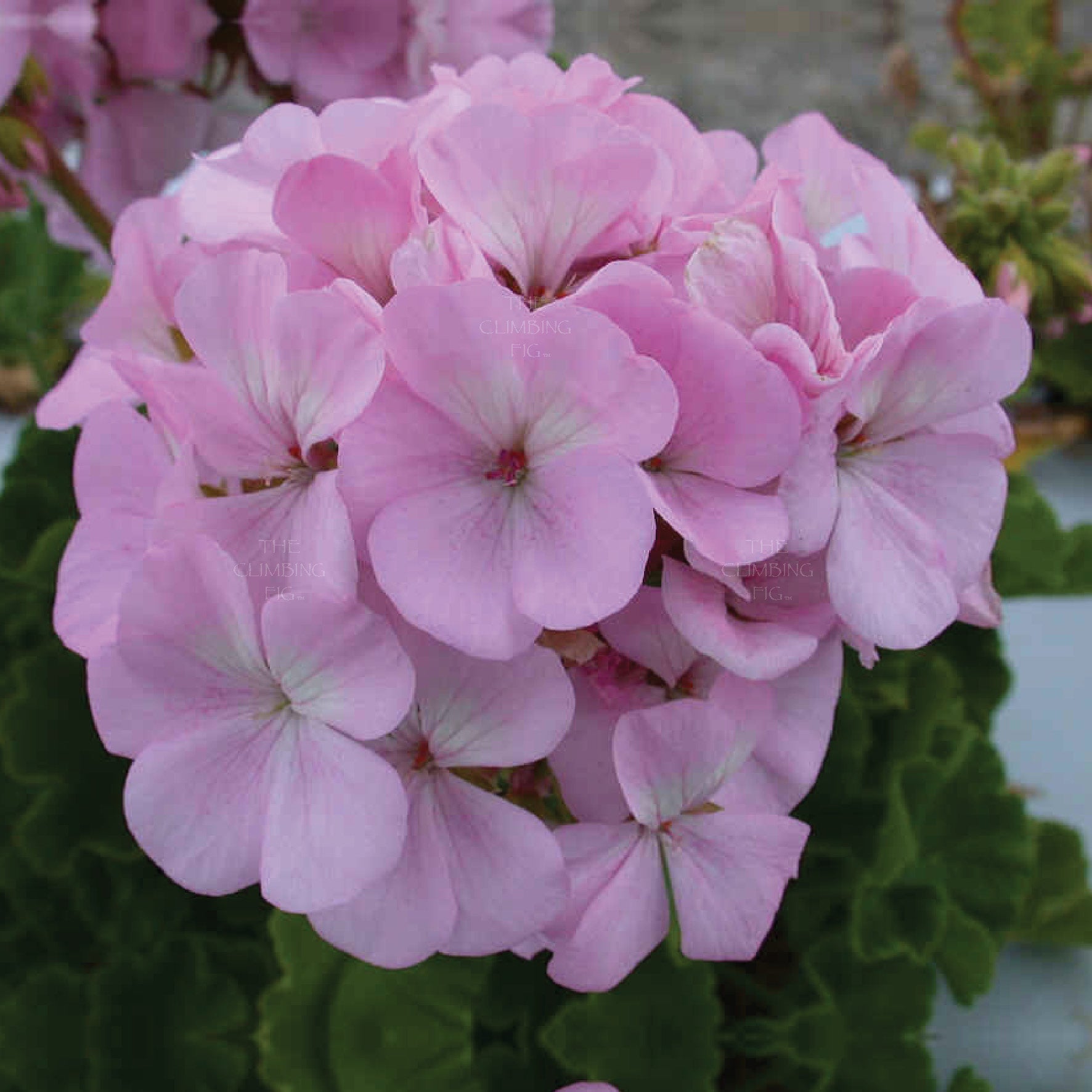 Geranium Maverick Quicksilver Seeds Heavy Flowering Commercial Hybrid The Climbing Fig