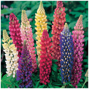LUPIN Florida Giant Mix Seeds. Large flowering lupine mix. Ideal cut f ...