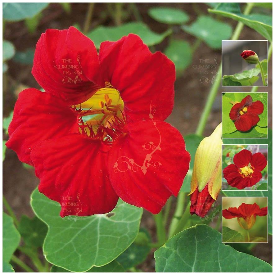 Nasturtium Hybrid Scarlet GL x8 Seeds. Super bright red ...