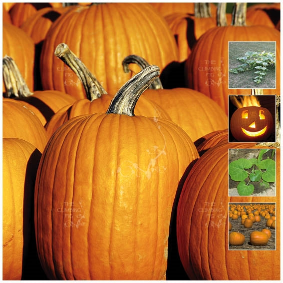 Pumpkin Halloween Orange Seeds Early Fruiting Premium Buttery Flavou The Climbing Fig