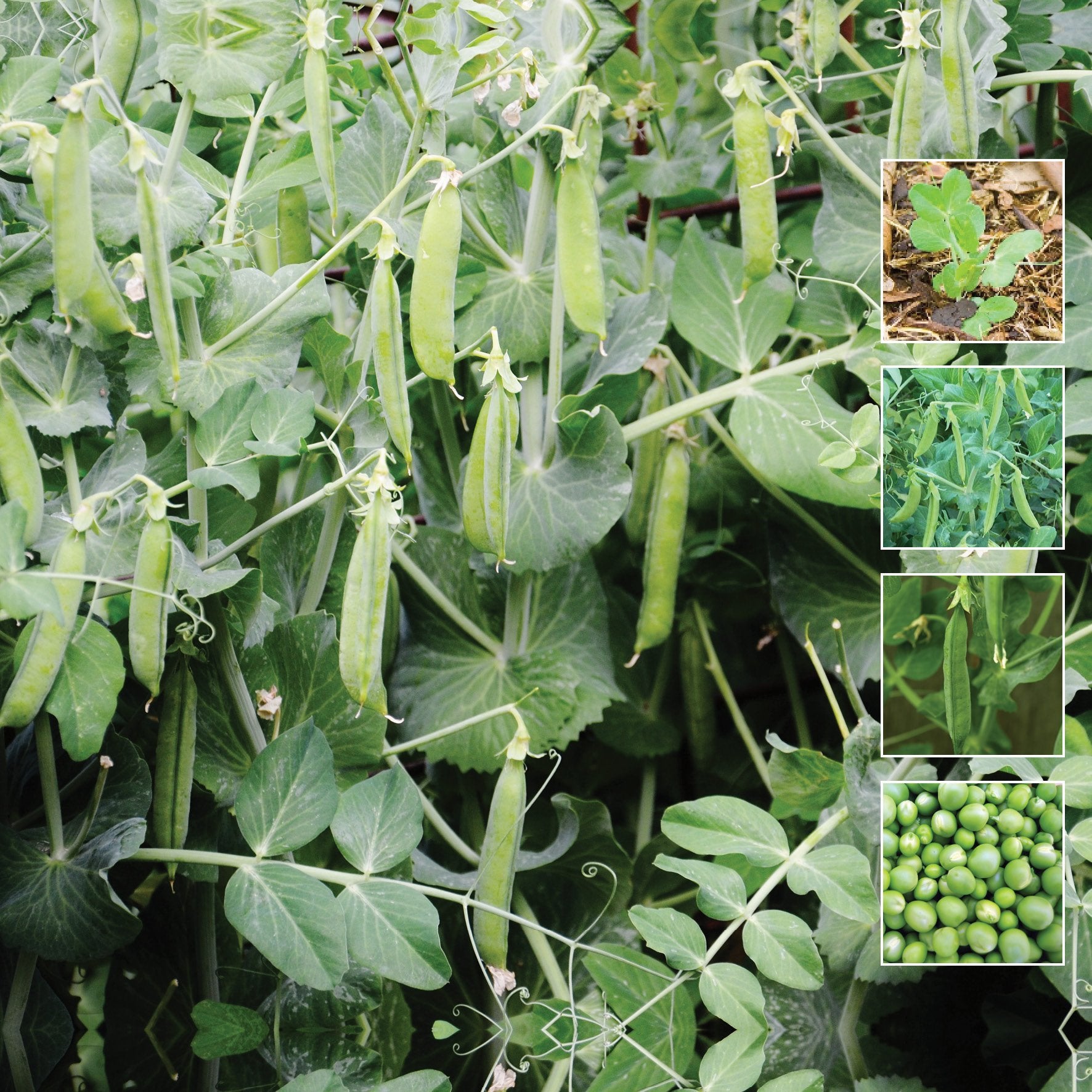 snap peas seeds