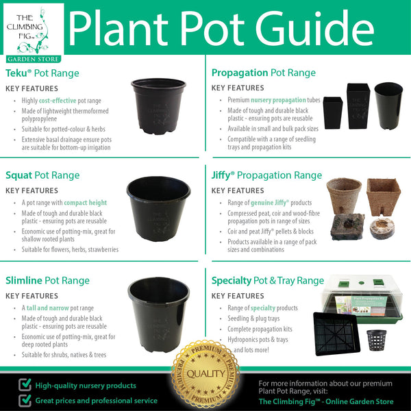 transplanting seedlings from peat pellets