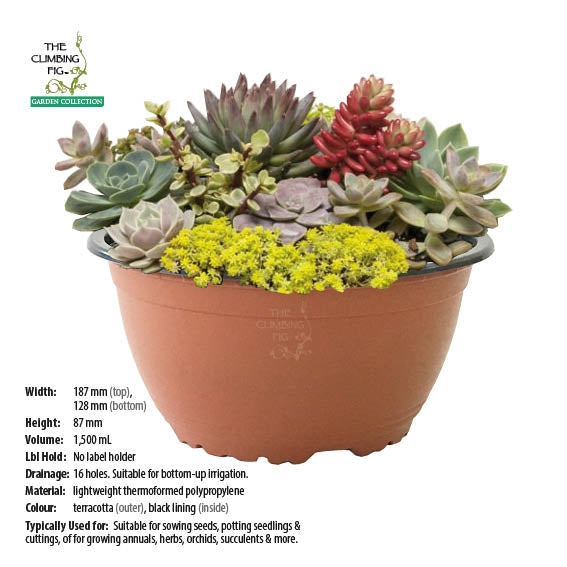 terracotta succulent bowl