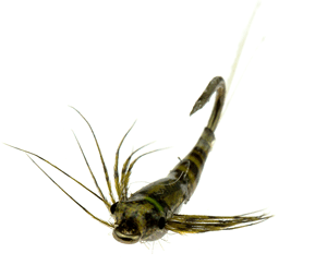 Tungsten Teardrop Baetis Nymph by Barrie Duffy