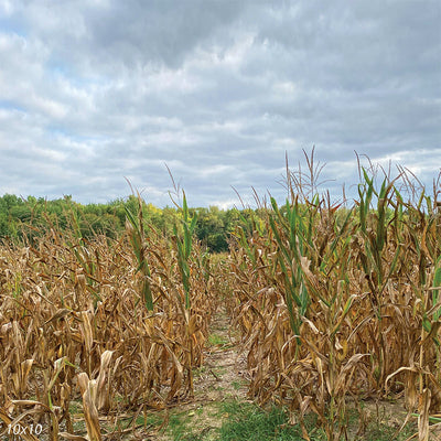 Corn Field Backdrop