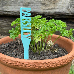 herb garden stake Parsley in a pot with the plant behind it