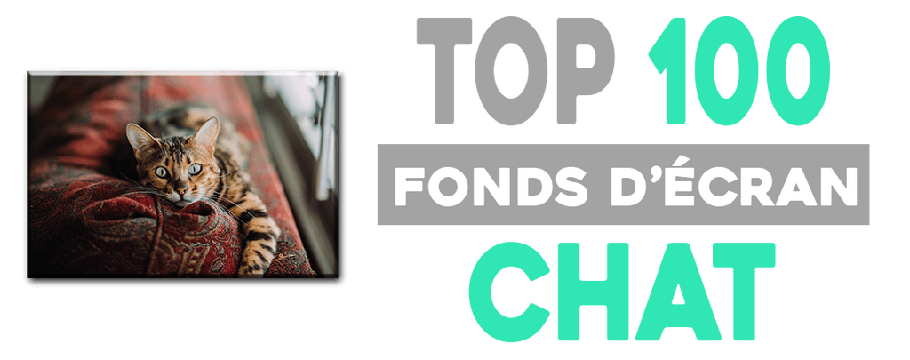 Top 100 Des Fonds D Ecran Chat Tout Chat Tout