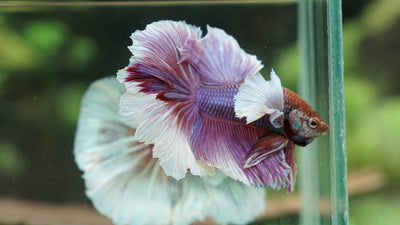 bettas for sale online