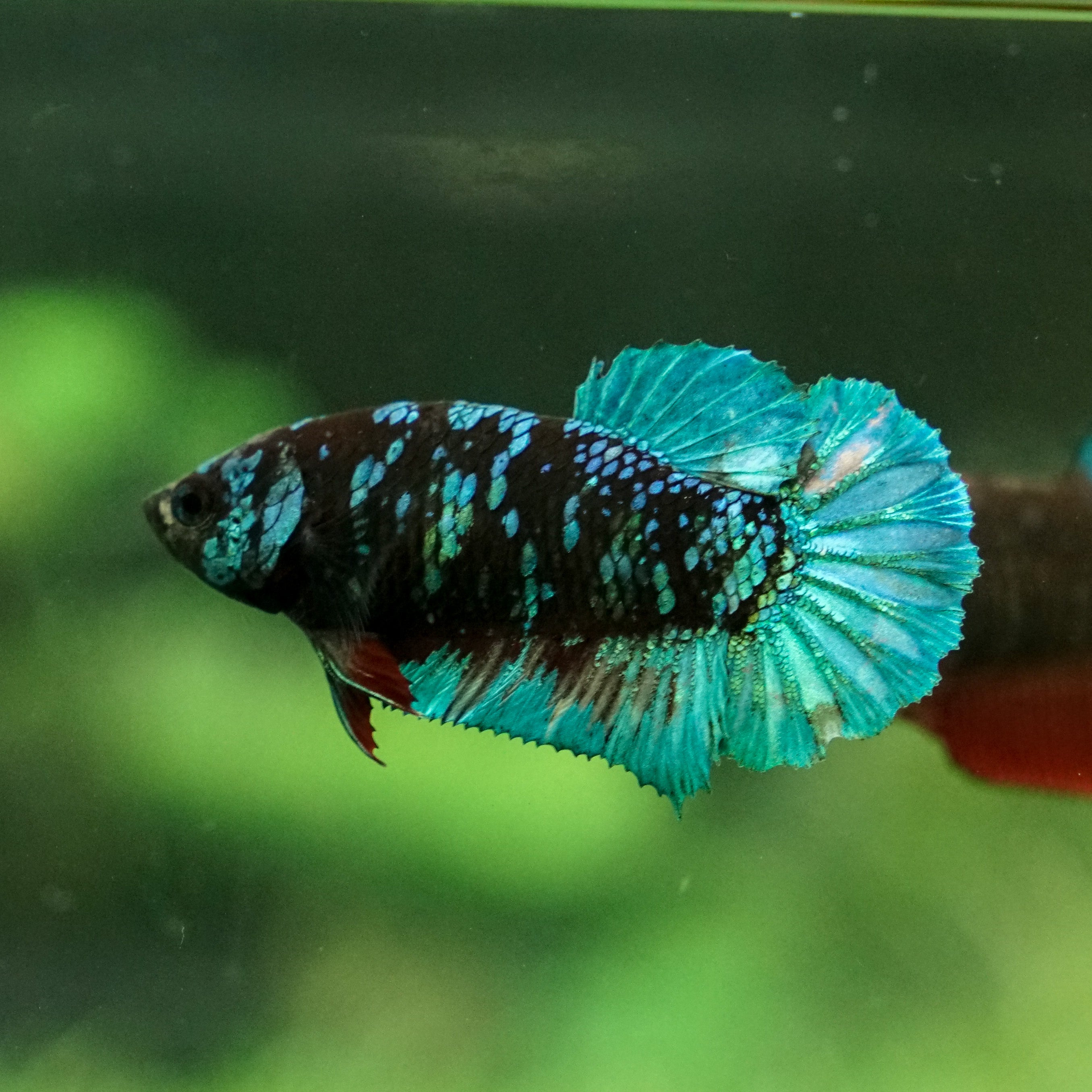 avatar betta