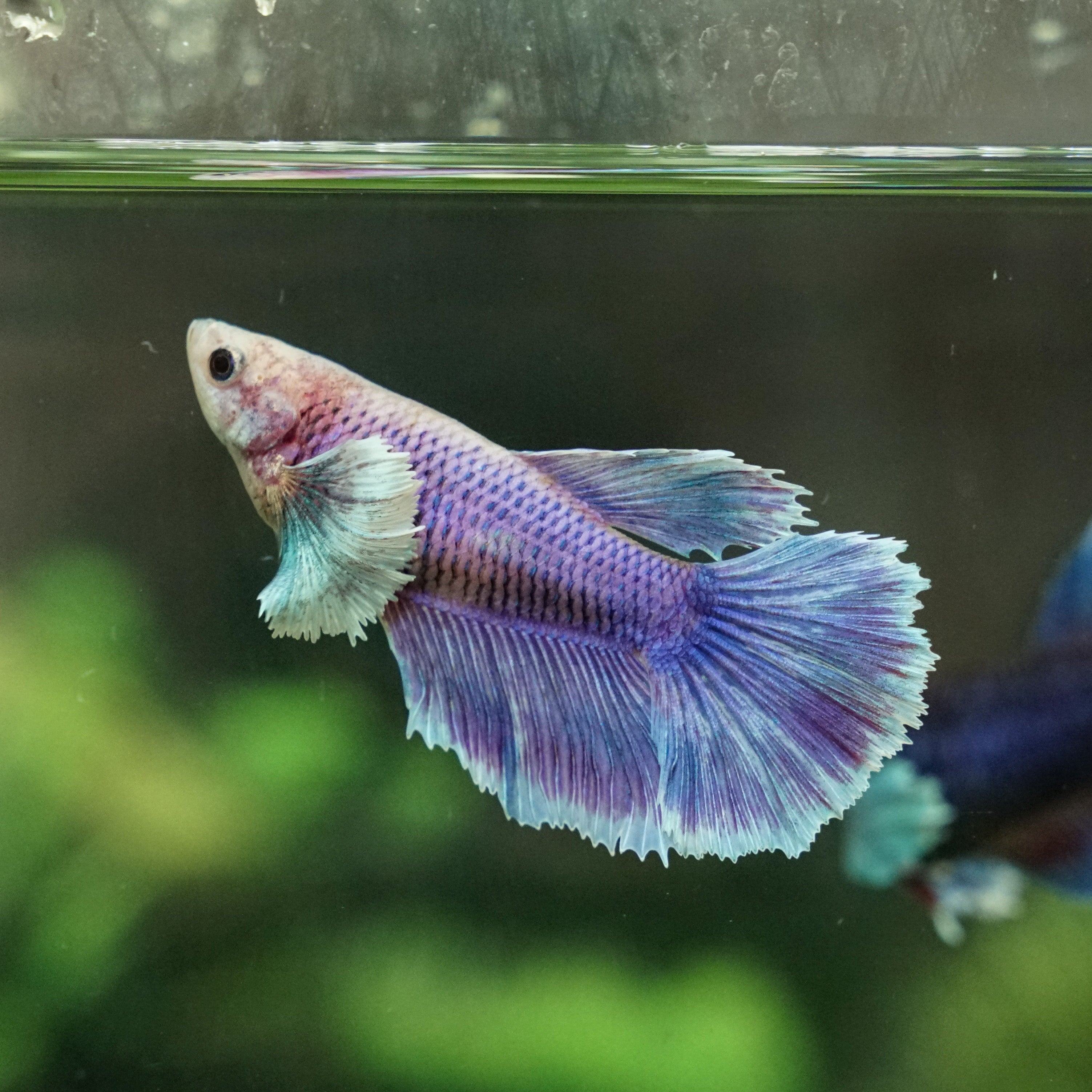 female dumbo betta