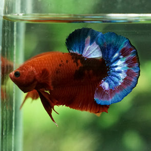 betta fish store near me