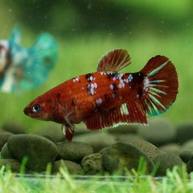 Female Bettas – Betta Squad USA, LLC.