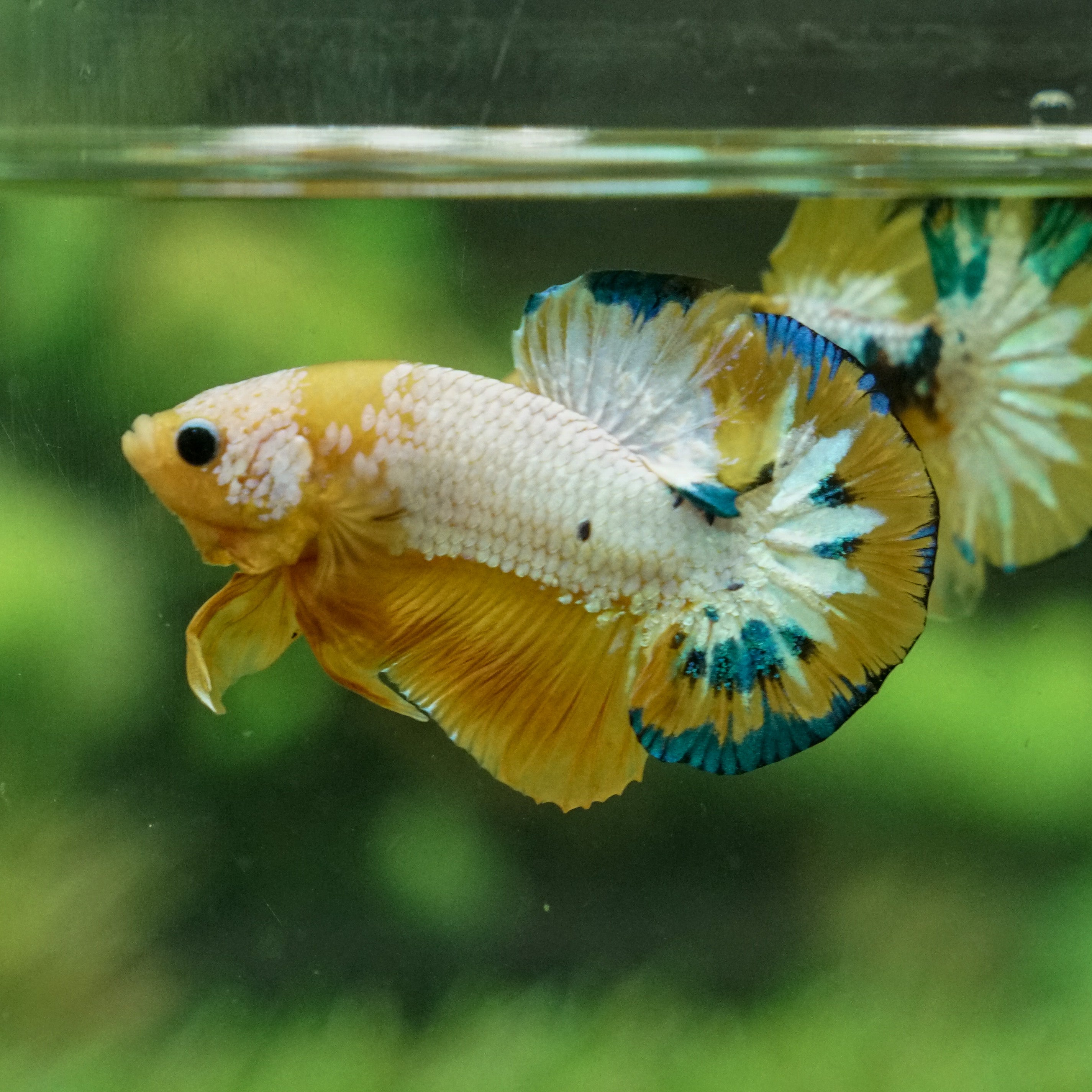 yellow hellboy betta